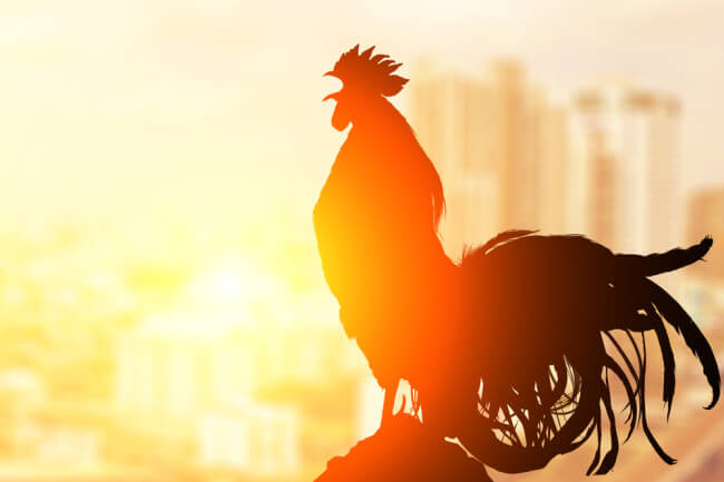 Roosters and other pets chime in customer service calls as agents work from home