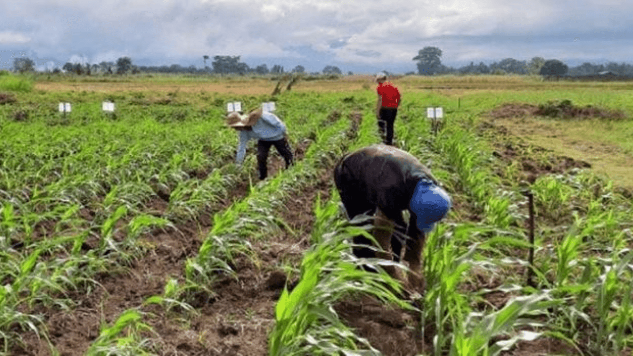 PMFTC to invest P10Bn in agriculture, BPO